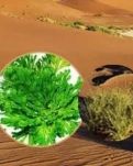 【看点】复活草（诗歌）
