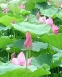 【风恋】最好吃的菜(外三题)