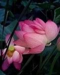 【星月】又见莲花开（随笔）
