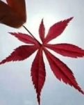 【彩泉】图腾感怀：怀想与守望（长组诗）