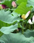 【浪花】夏夜（诗歌）