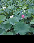【荷塘】万顷荷塘无穷碧，根根叶叶永世香（诗歌）