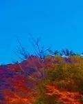 【丹枫】太行红叶（散文）