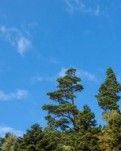 【心灵】那山那水那密林（散文）