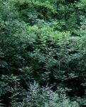 【晓荷】我的故乡往事（散文）