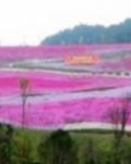 【宁静•守】游莲花山（散文）