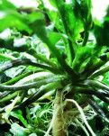 【柳岸•路】荠菜：生动的野味野趣（散文）