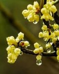 【家园】秋雨，滴答……（散文. 外一篇）