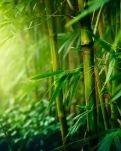 【晓荷】金秋板芙行（散文） 　　