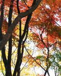 【春秋】初冬