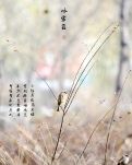 【星月·六年】麻雀·晓雾（古韵）