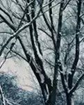 【菊韵】眉间镶雪，闲赋冬语(散文诗)