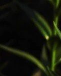 【星月】百合花(诗歌外二首)