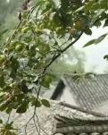【菊韵】山村轶事（散文）