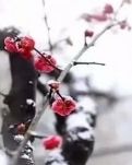 【八一】大年写意（组诗）