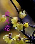 【柳岸•路】领略铿锵绽放的退休女人们（赏析）