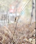 【星月·六年】又见雀儿阵（散文）