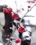 【八一】华山挑夫（外四首）