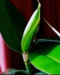 【晓荷】面朝大海 春暖花开（散文）