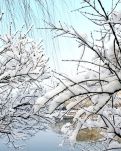 【轻舞】   春雪   （诗歌）