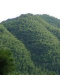 【楚汉】故园情怀其一(八首古韵)