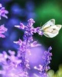 【暗香】一朵艳丽的“格桑花”（散文）