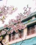 【宁静】法桐和樱花（诗歌）