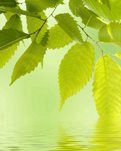 【雅香】春分已过（散文）