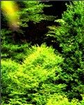 【雅香】春雷响了，寒尽春生!（散文）