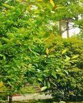 【柳岸】春记（散文）
