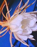 【浪花·感动】昙花：夜的第二流星（散文）
