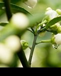【暗香】桔花开后（散文）