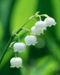 【星月】四月花絮（诗歌）