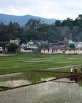 【晓荷·暖】稻花香里稻花鱼（散文）
