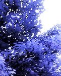 【雅香】一个特殊的清明节（散文）