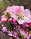 【家园】春暖花开（随笔 外一篇）