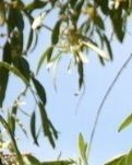 【西风】又见沙枣花（散文）