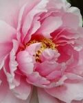 【浪花】赏牡丹（组诗）