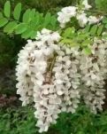 【家园】舅舅门前槐花香（散文）