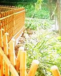 【江山•成长】【浪花】江山予我母子一爿园（散文）