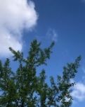 【八一】情系疏勒河（小说）