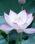 【晓荷.五周年】夏日抒怀（组诗）