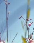 【西风】遇到爱（散文）
