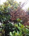 【丹枫】胜利者（微型小说）