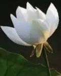 【晓荷.五周年】六一节快乐（随笔）