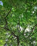【晓荷.五周年】写在五月（散文诗三章）
