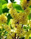 【萌芽】故乡的桂花（散文）