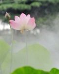 【清风】一梦莲（诗歌外一首）