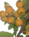 【萌芽】故乡的枇杷树（记叙文）