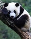 【萌芽】熊猫茸茸逃亡记（童话小说）